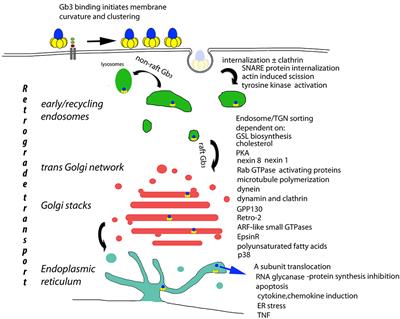 Verotoxin Receptor-Based Pathology and Therapies